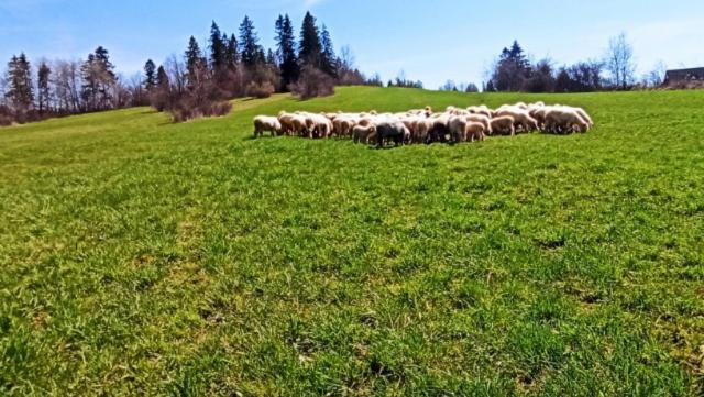 Villa Jagodovo Bialy Dunajec Luaran gambar
